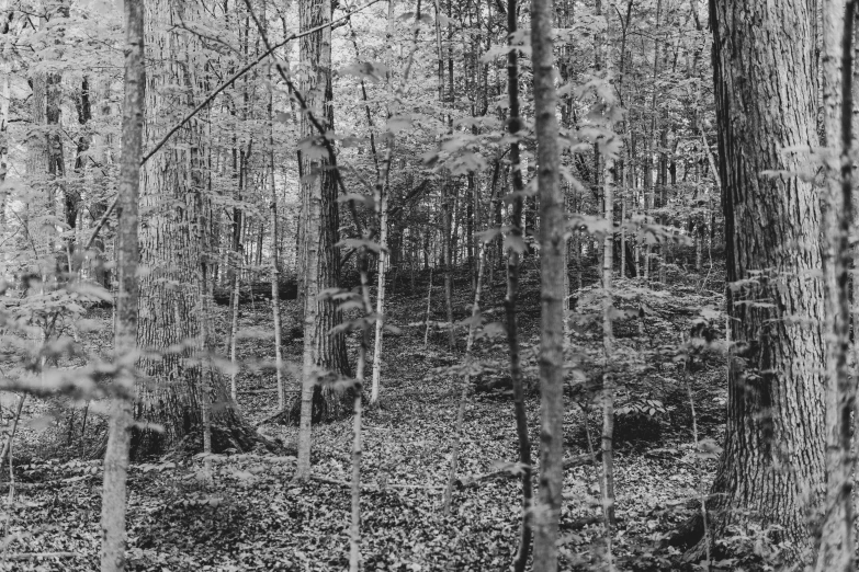 black and white pograph of a forest