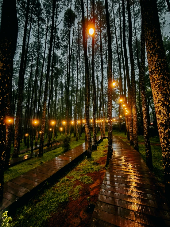 lighted trees and benches at the park under the lights