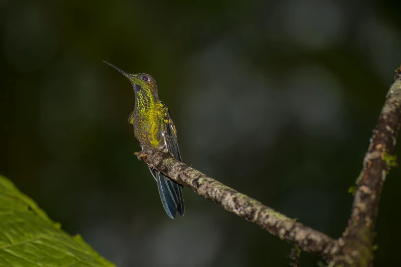 a little blue hummingbird with its head turned