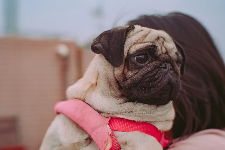 a black and tan dog is wearing a pink harness