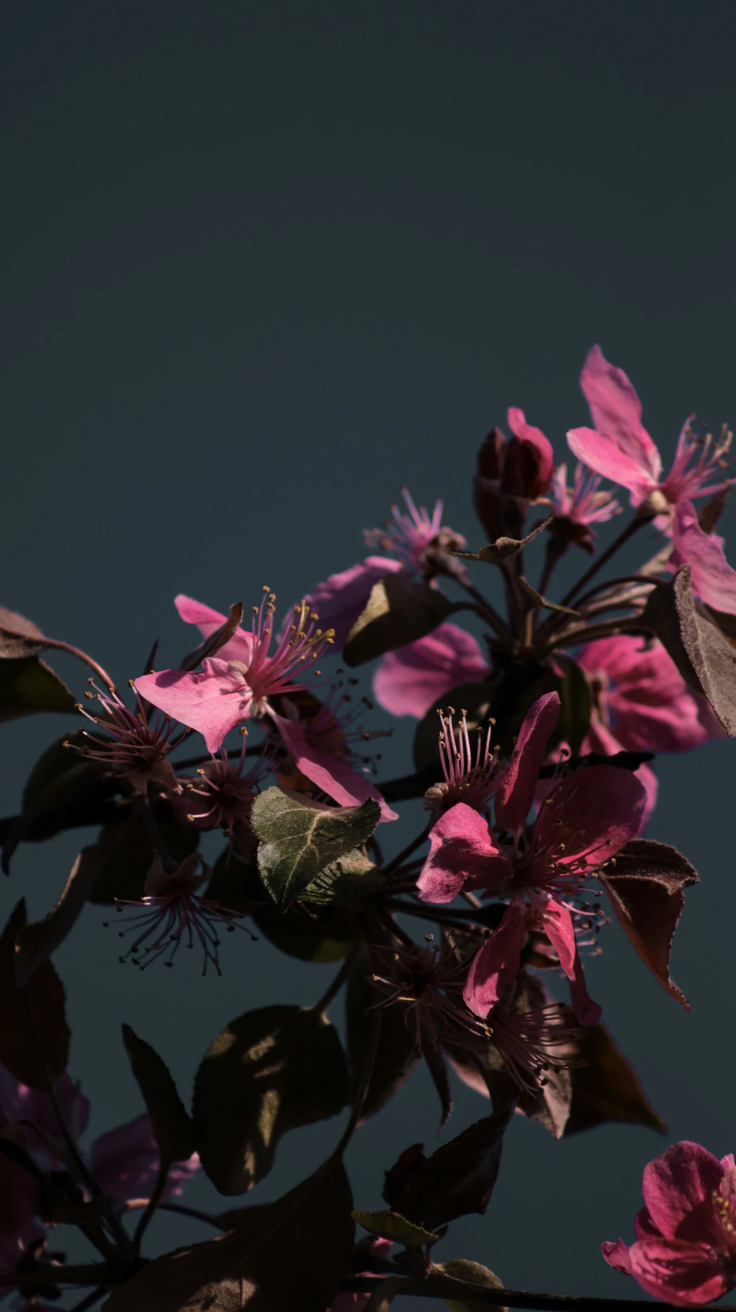 flowers on tree with clear sky in background