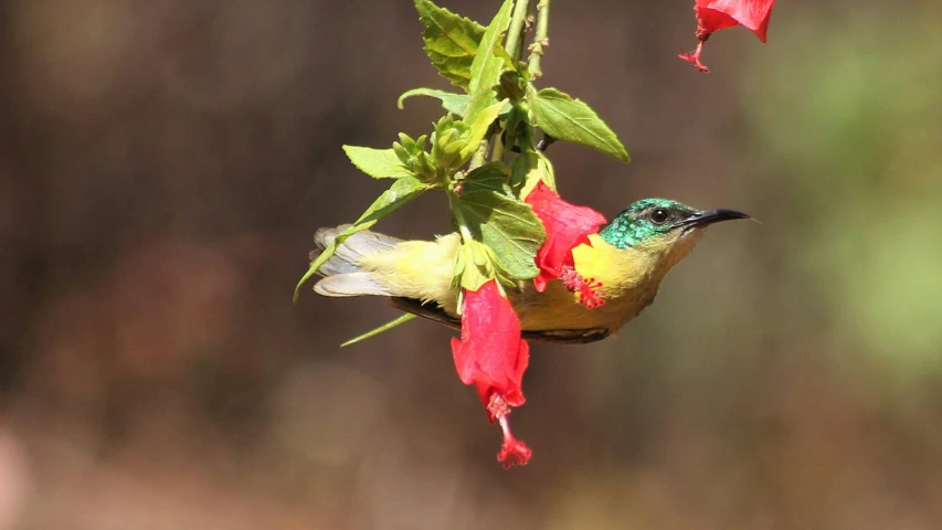 a colorful bird perched on top of a plant with red flowers