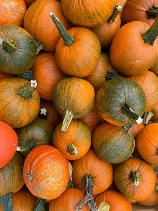 there is a pile of small orange pumpkins