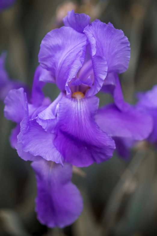 an iris flower with very long, dark petals