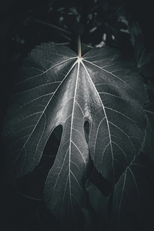 the leaf is shaped like an arrow in this pograph