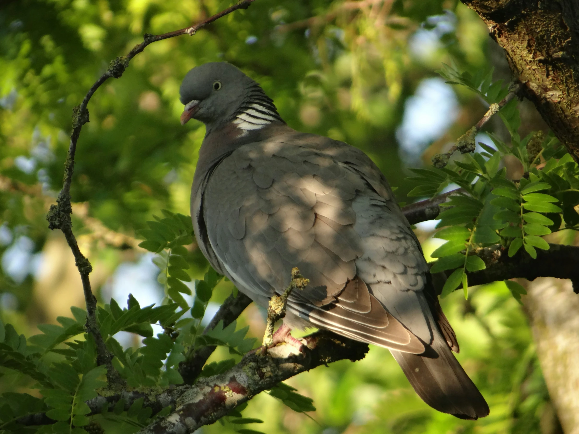 a bird perched on a tree nch in the sun