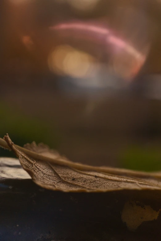 an old leaf with a blurred background