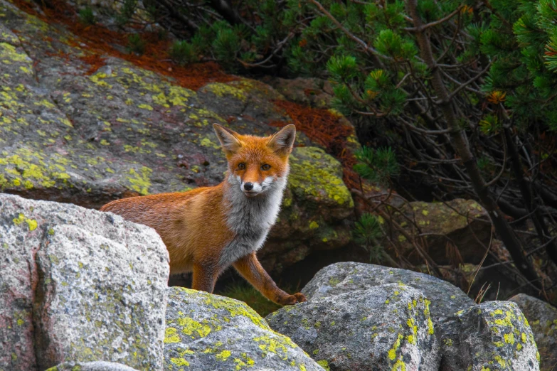 an animal standing on some rocks next to trees