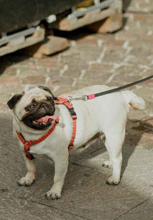 a small white dog on a leash waiting