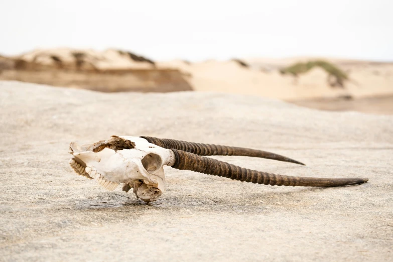 a single animal skull laying on sand with it's tusks still attached