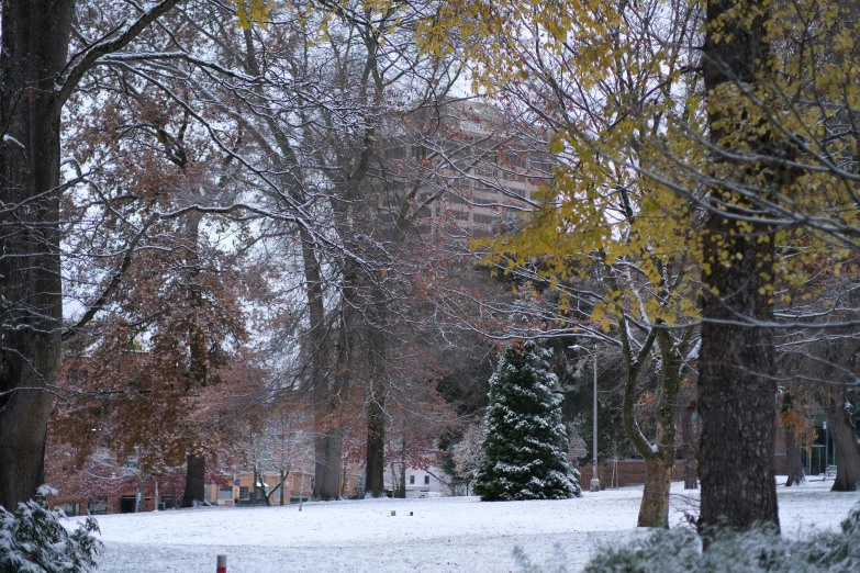 a snowy park has many trees and benches in it