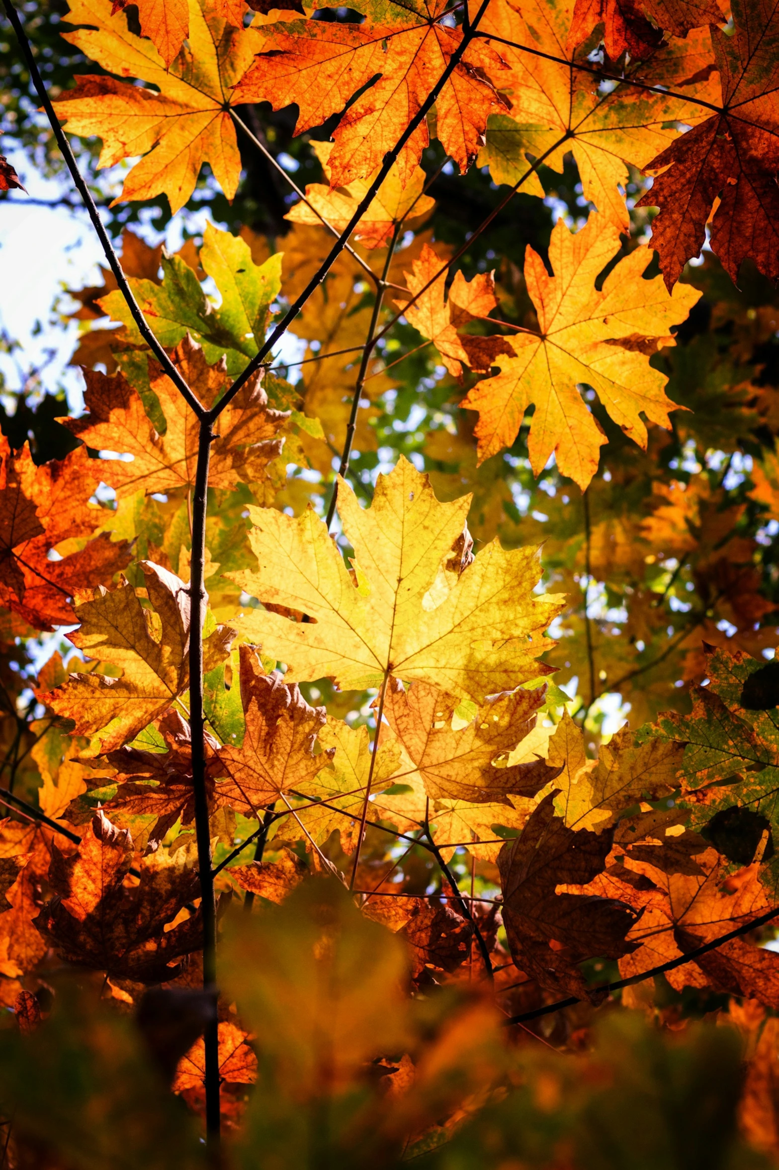 yellow and red leaves with autumn foliage in background