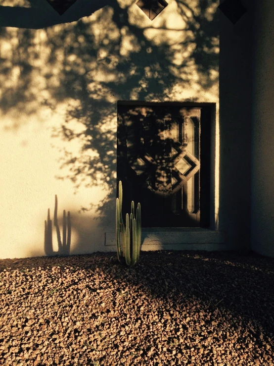 an image of a cactus under the shadow of a building