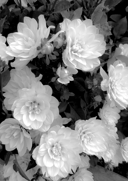 several small white flowers in black and white