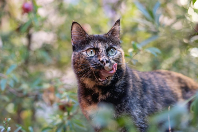 an image of a cat that has a grin