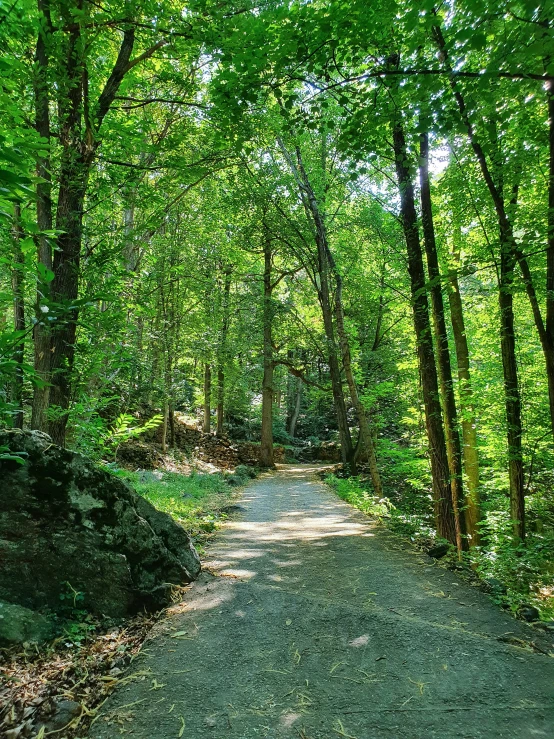 the path is surrounded by lush green trees