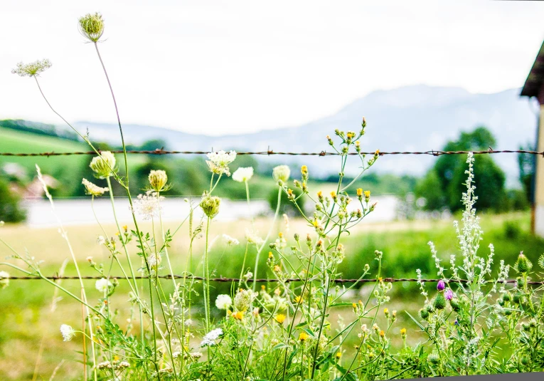 a grassy field with wildflowers and a house near it