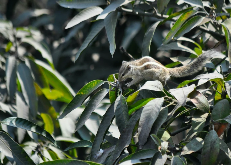 a squirrel that is hanging upside down on a tree