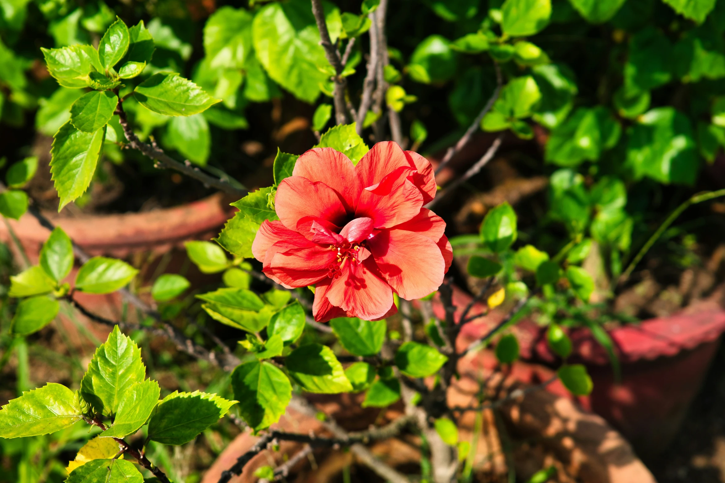 a pink flower is in the middle of some foliage