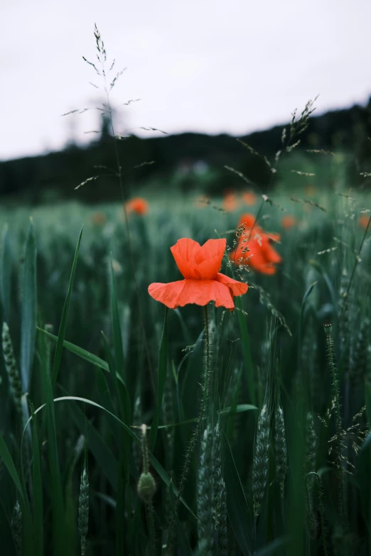 some tall grass and flowers with the sky in the background