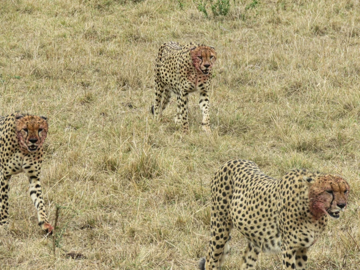 two cheetah cubs stand in the dried grass