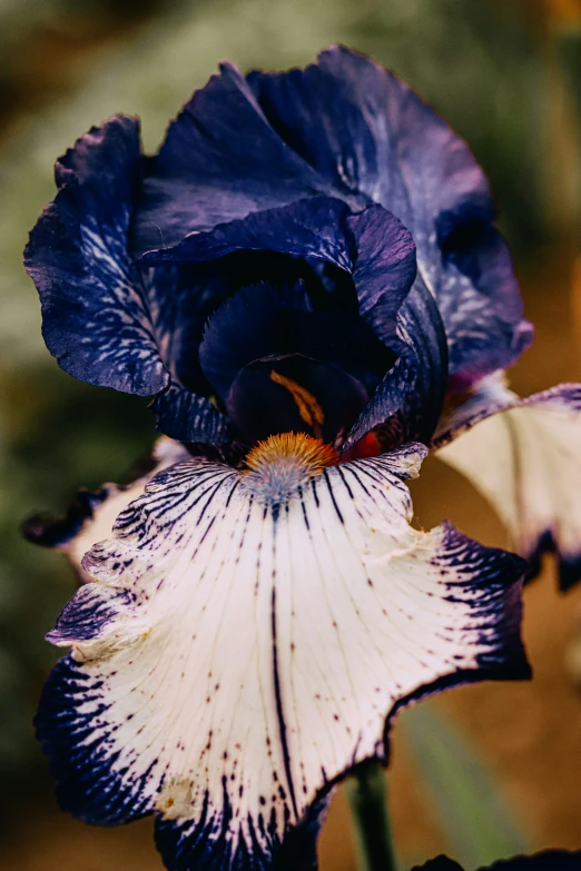 a blue and white iris flower that is very large