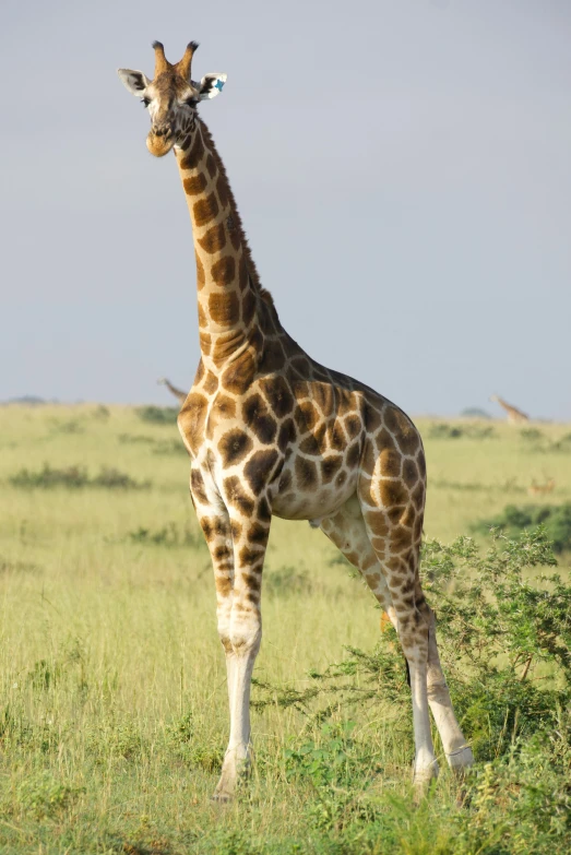 a giraffe standing on top of a lush green field