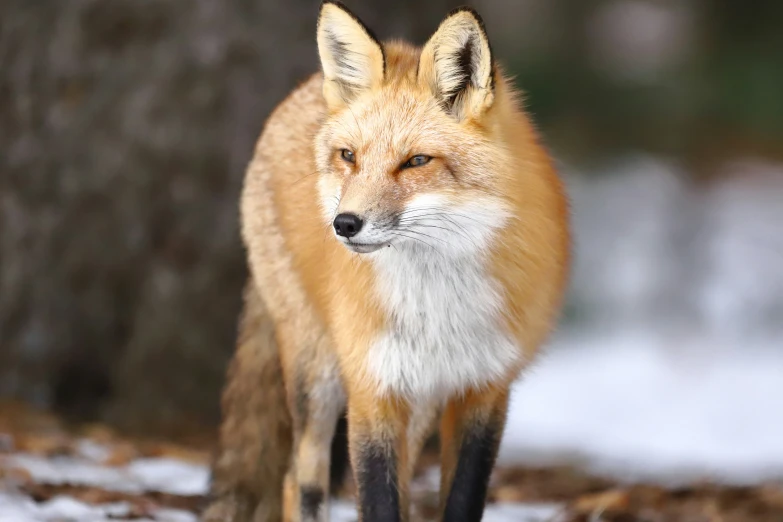 a fox standing in a wooded area with snow on the ground
