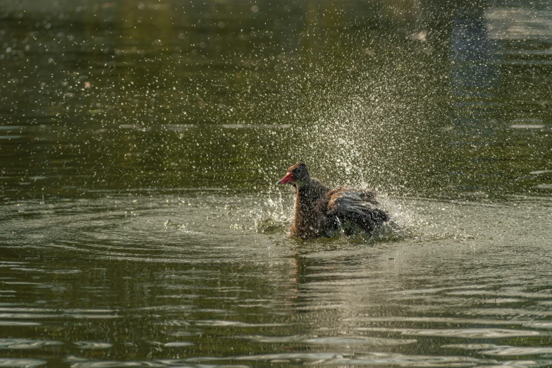 a small bird spouting water in the middle of a pond