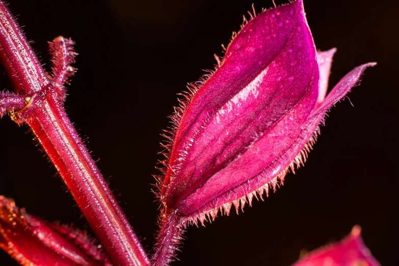 a close up po of a purple plant