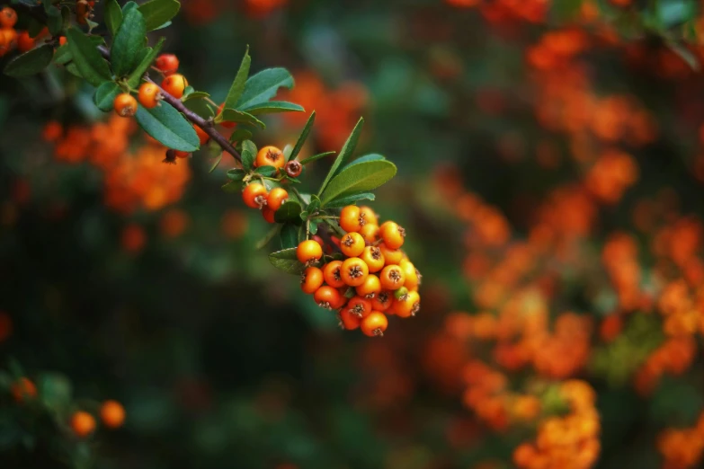 some yellow berries on a nch that is ripe and ready for picking