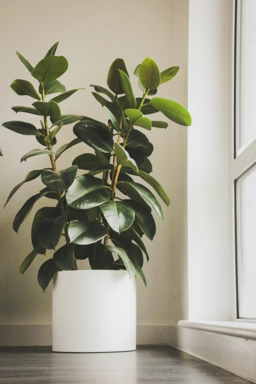 a large potted plant in the corner of a room