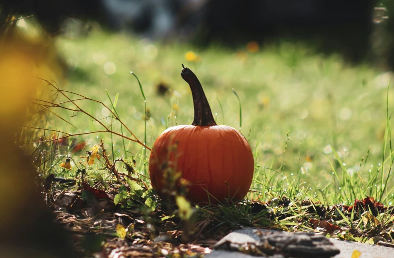 a small pumpkin in a grass field near flowers