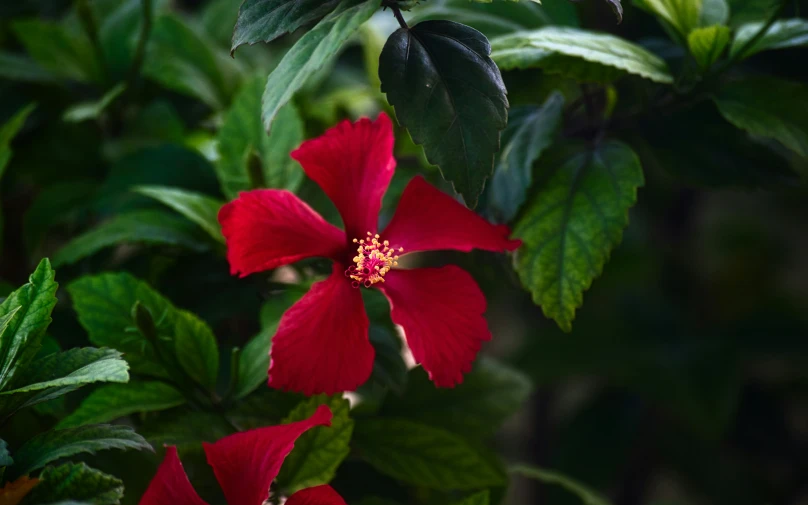 the red flowers are growing on the plant