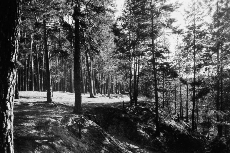 a grove of pine trees in winter with snow on ground