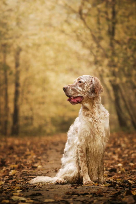 an image of a dog that is standing in the leaves