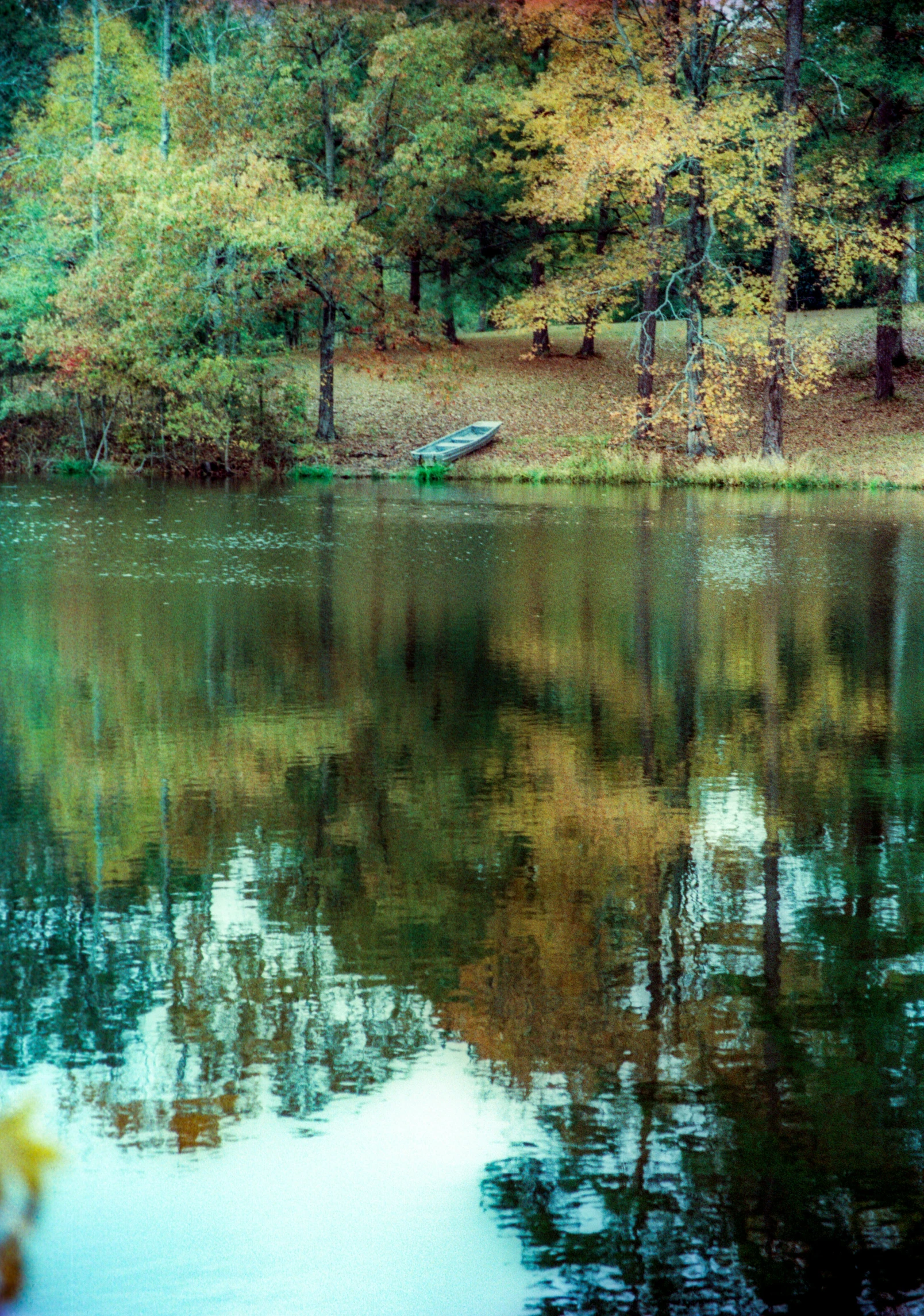 trees reflecting in the water and a bench on the side