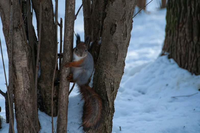 a squirrel in a tree with its mouth open