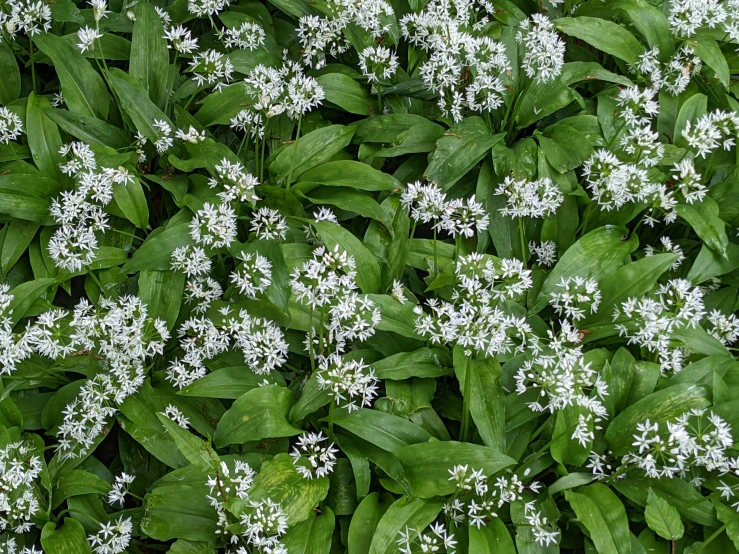 the flowers are growing all over the grass