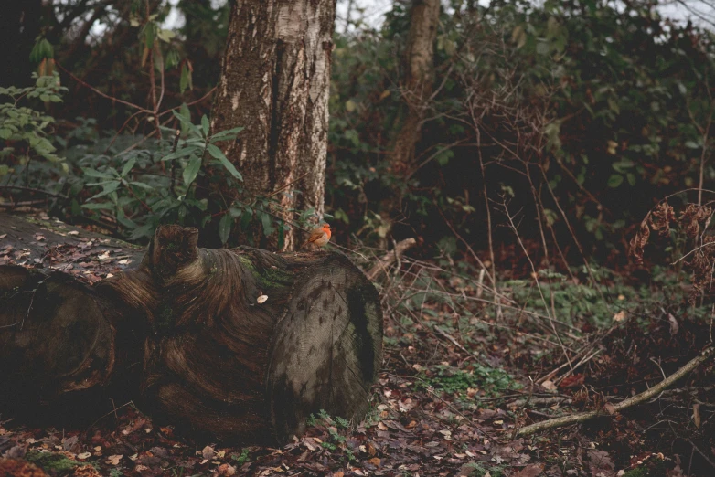 a bird sitting on the trunk of a large tree