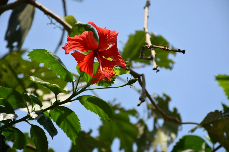 a single red flower blooming on a tree nch