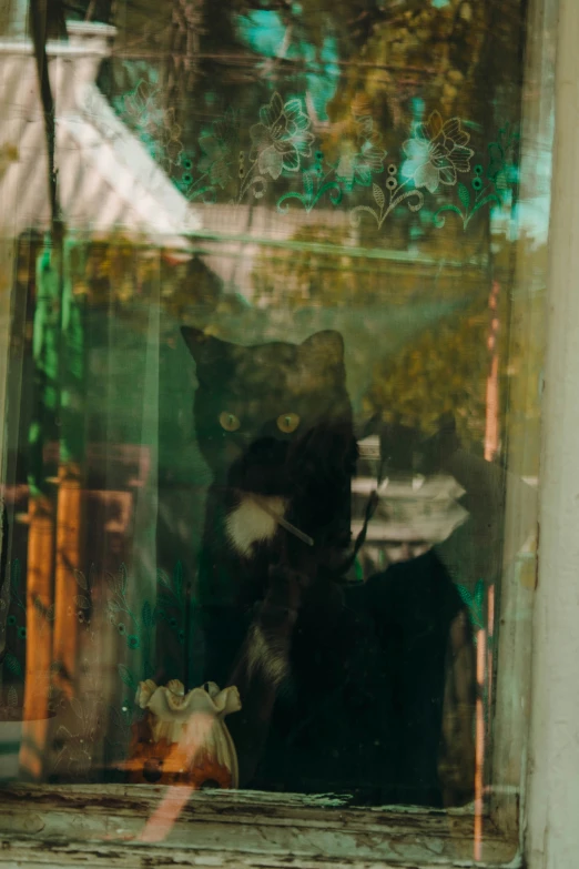 a cat looking out the window to see another cat