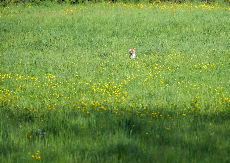 a single dog standing in a grassy field