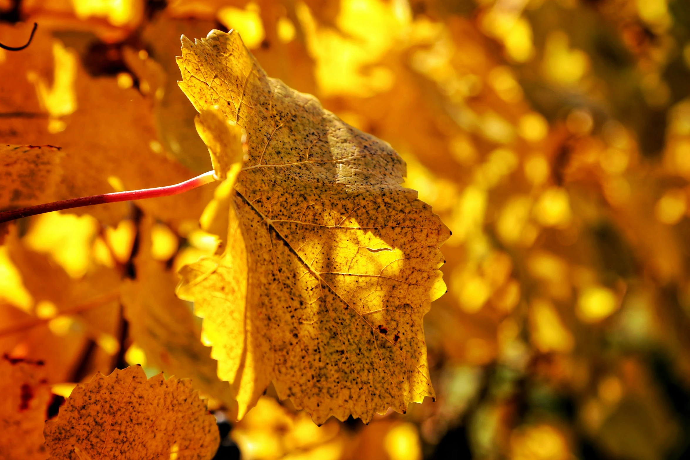 a close up of leaves on the side of a tree