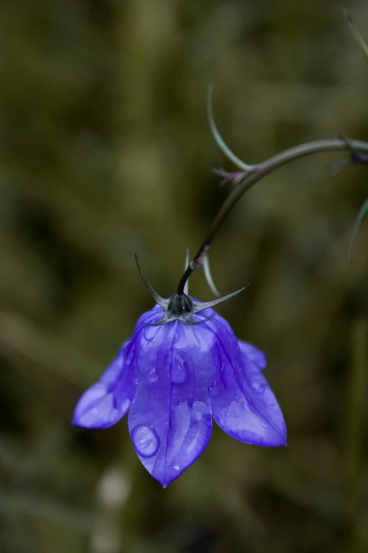 the blue flower is on a small stalk