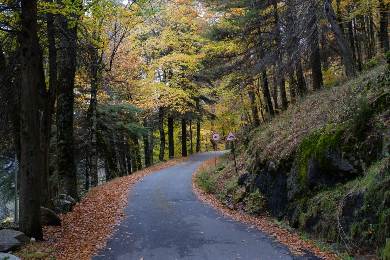 a scenic road with an autumn colored landscape