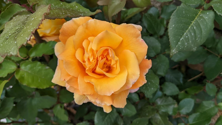 a yellow rose in the middle of a green bush