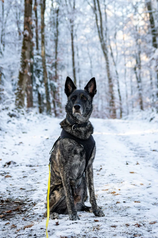 a dog that is sitting in the snow