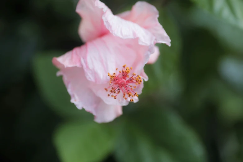 a pink flower blooming from the center to the lower part of the flower