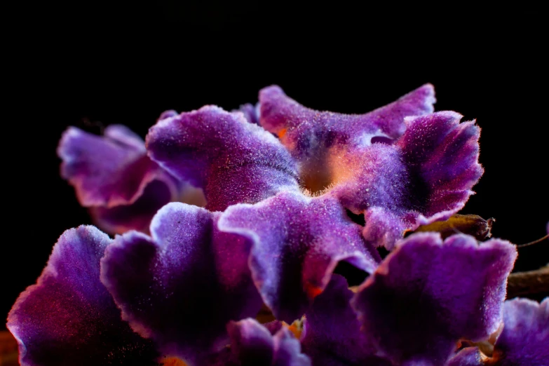 purple flowers in front of a black background